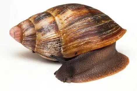 Snail (Jumbo) - 10pcs