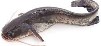 Fish (Catfish) - 1 kg